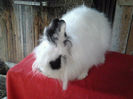 Angora 2013 069