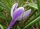 Crocus Pickwick (2013, March 18)