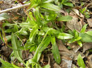 Dianthus_Garofite (2013, March 16)