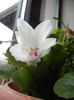 White Schlumbergera (2013, March 21)