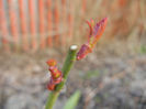 Miniature Roses (2013, March 20)