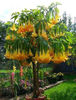 BRUGMANSIA