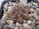 Gymnocalycium damsii