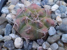 Gymnocalycium damsii ssp evae