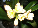 Clivia White Lips 26.03.2013