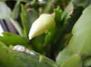 White Schlumbergera (2013, March 27)