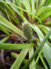 Muscari armeniacum (2013, March 30)