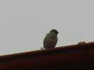 House Sparrow_Vrabiuta (2013, Mar.31)