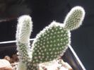 opuntia microdasys albata