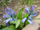 Hyacinth Delft Blue (2013, April 02)