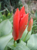 Tulipa Madame Lefeber (2013, April 04)