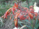 Acer palmatum Katsura, 04apr2013