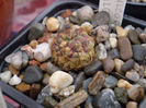 Sulcorebutia pulchra