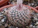 Parodia sanguiniflora