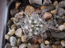 Mammillaria zephyranthoides