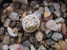 Mammillaria solisioides