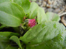 Bellis perennis (2013, April 04)