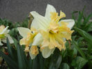 Daffodil Cum Laude (2013, April 07)