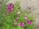 Schizanthus pinnatus Purple (`13, Apr.04)