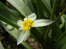 Tulipa Turkestanica (2013, April 10)