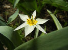 Tulipa Turkestanica (2013, April 10)