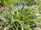 Muscari armeniacum (2013, April 11)