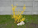 Forsythia x intermedia (2013, April 08)