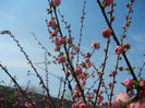 Prunus triloba (2013, April 13)