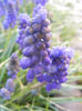 Muscari armeniacum (2013, April 14)