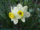 Narcissus Minnow (2013, April 14)