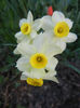 Narcissus Minnow (2013, April 14)