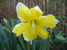 Daffodil Cassata (2013, April 15)