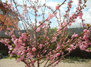 Prunus triloba (2013, April 14)