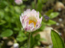 Bellis perennis (2013, April 15)