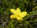 Jasminum nudiflorum (2013, April 16)