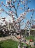 Prunus persica Davidii (2013, April 16)