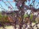 Prunus triloba (2013, April 17)