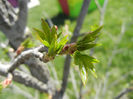 Liquidambar styraciflua (2013, April 17)