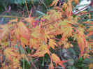 Acer palmatum Katsura (2013, April 18)