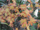 Acer palmatum Katsura (2013, April 18)