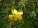 Jasminum nudiflorum (2013, April 18)