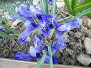 Iris reticulata Blue (2013, April 18)