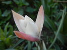 Tulipa Peppermint Stick (2013, April 19)