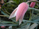 Tulipa Peppermint Stick (2013, April 20)