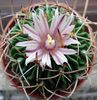 Stenocactus crispatus