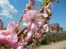 Prunus triloba (2013, April 19)