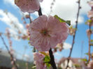 Prunus triloba (2013, April 19)