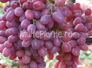 Crimson Seedless