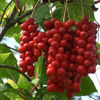 Schisandra chinensis.