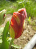 Bright Parrot_TBV tulip (2013, April 18)